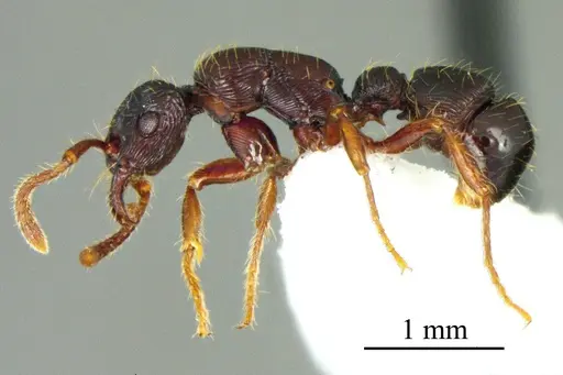 Poneracantha ingeborgae specimen