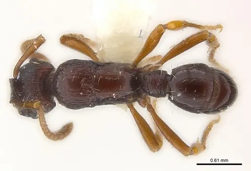 Poneracantha ingeborgae - CASENT0179967