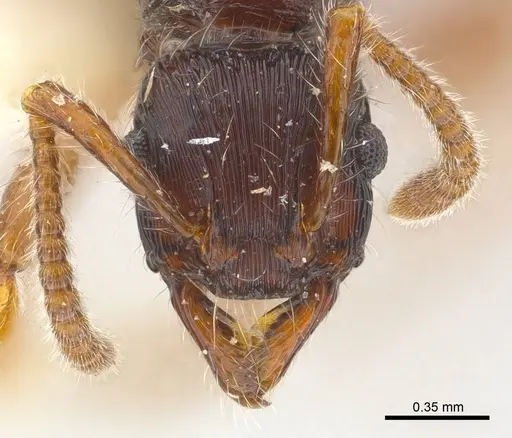 Poneracantha ingeborgae - CASENT0179967