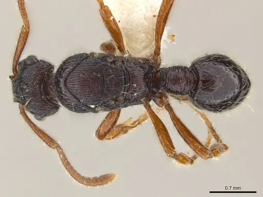 Poneracantha ingeborgae - CASENT0179968