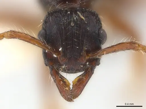 Poneracantha ingeborgae - CASENT0179968