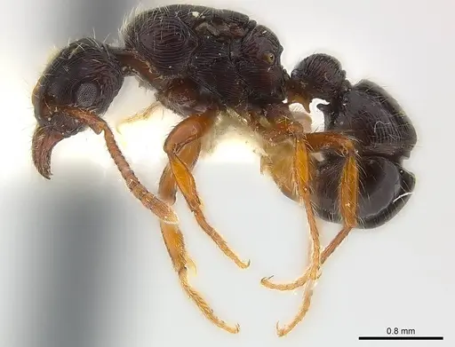 Poneracantha ingeborgae - CASENT0179968