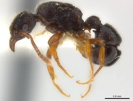 Poneracantha ingeborgae - CASENT0179968