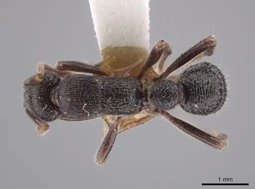 Poneracantha insularis specimen