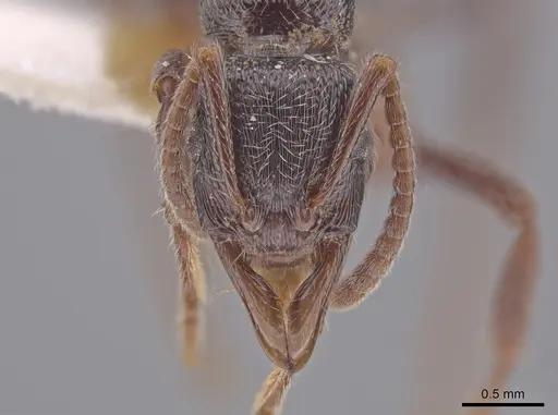 Poneracantha insularis specimen