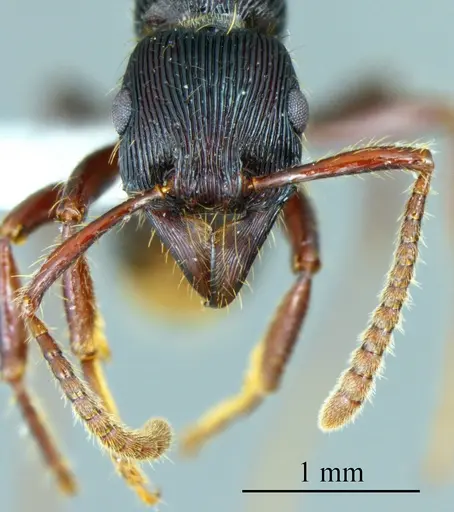 Poneracantha lanei specimen