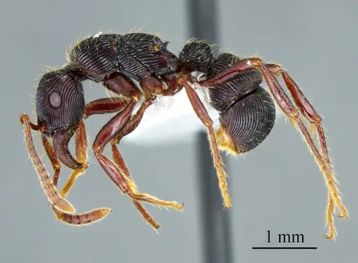 Poneracantha lanei specimen