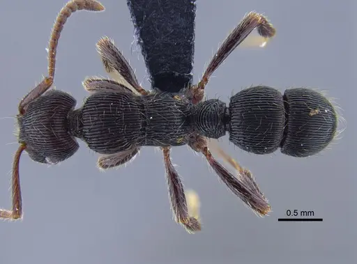 Poneracantha lanei - CBUMAGENT41770