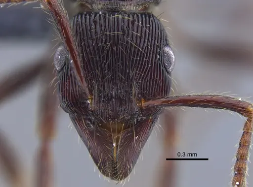 Poneracantha lanei - CBUMAGENT41770