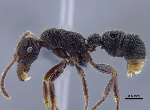 Poneracantha lanei - CBUMAGENT41770