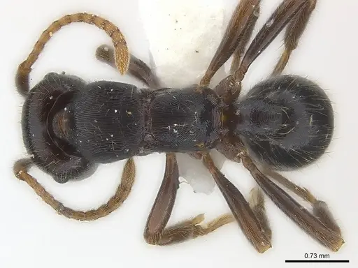 Poneracantha lineolata specimen