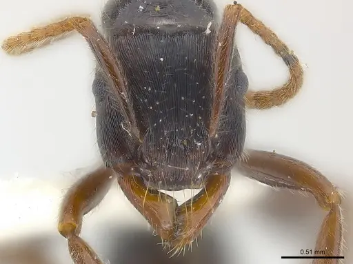 Poneracantha lineolata specimen