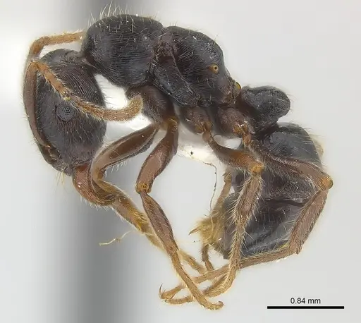 Poneracantha lineolata - CASENT0179965