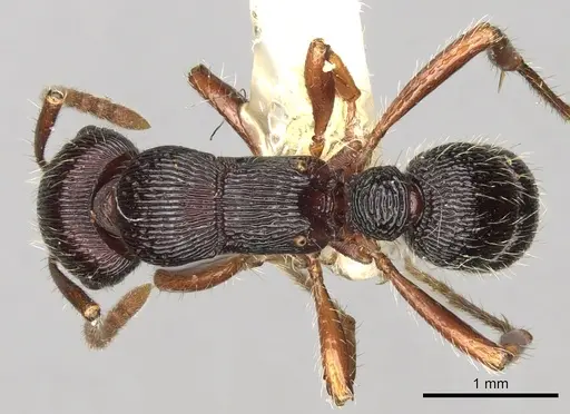 Poneracantha mediatrix specimen