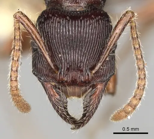 Poneracantha mediatrix specimen