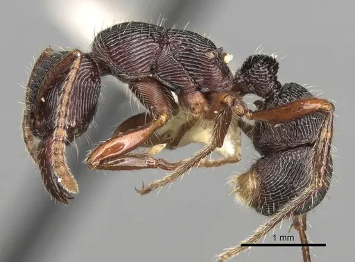 Poneracantha mediatrix specimen