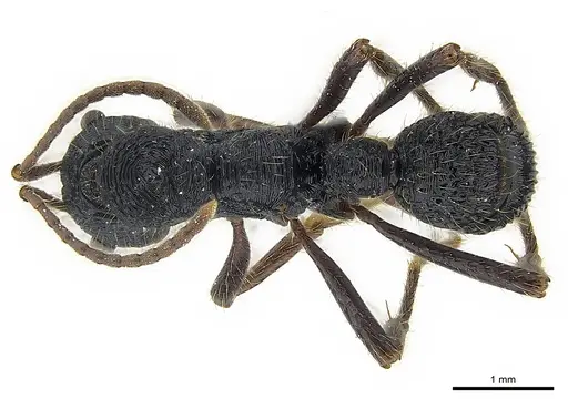 Poneracantha perspicax specimen