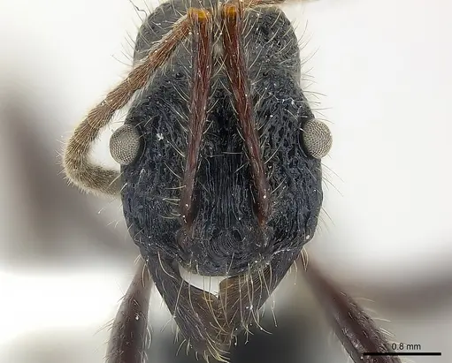 Poneracantha perspicax specimen