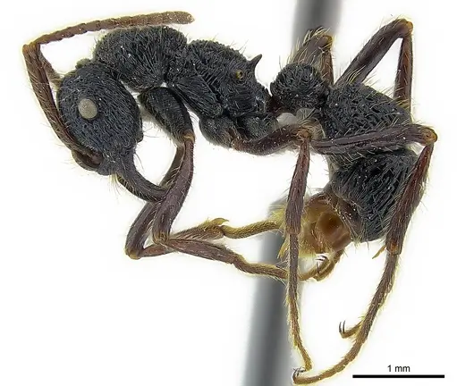 Poneracantha perspicax specimen