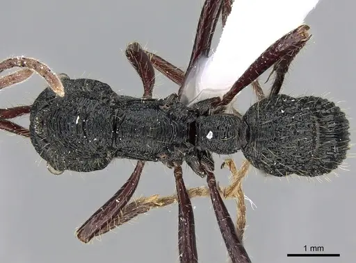 Poneracantha perspicax - CASENT0281217