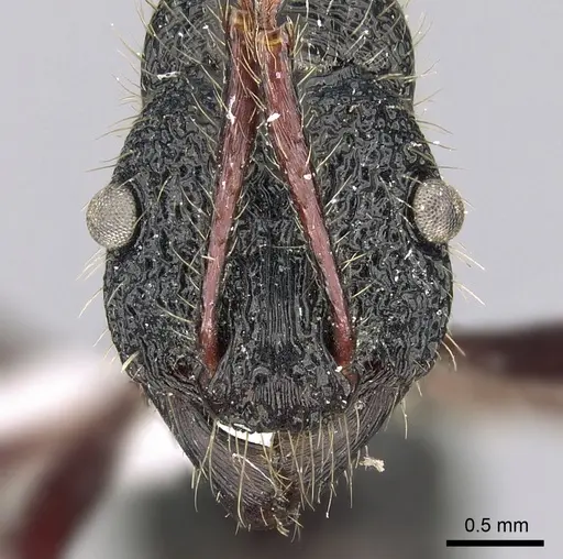 Poneracantha perspicax - CASENT0281217