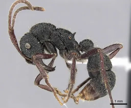 Poneracantha perspicax - CASENT0281217