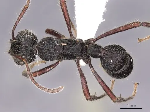 Poneracantha perspicax - CASENT0900546