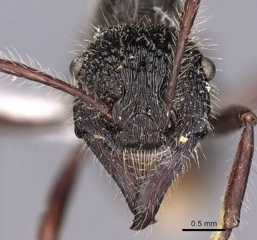 Poneracantha perspicax - CASENT0900546