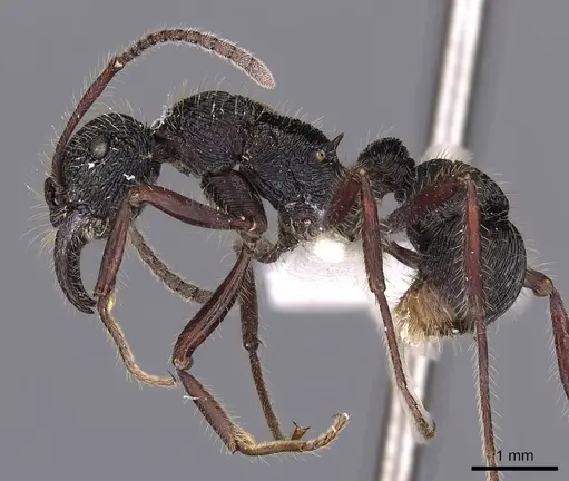 Poneracantha perspicax - CASENT0900546