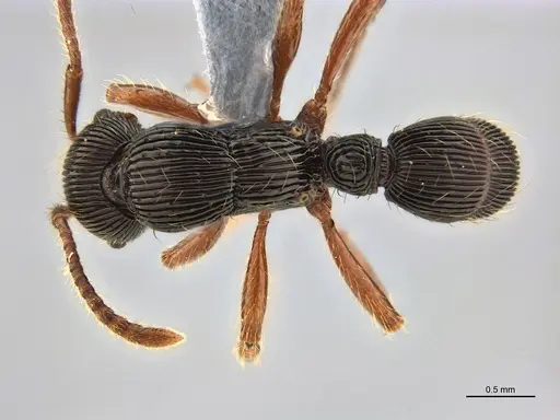 Poneracantha rastrata specimen