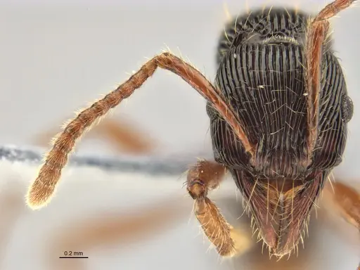 Poneracantha rastrata specimen