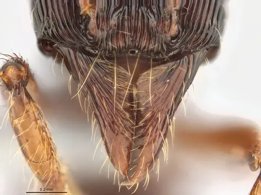 Poneracantha rastrata specimen