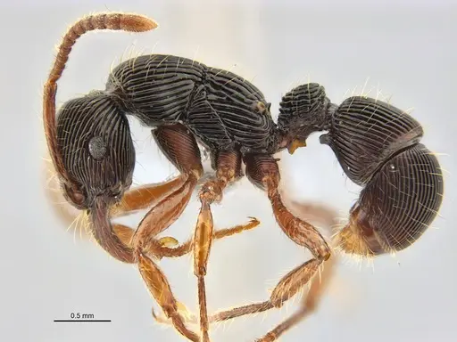 Poneracantha rastrata - ANTWEB1047614