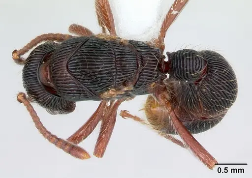 Poneracantha rastrata - CASENT0173385