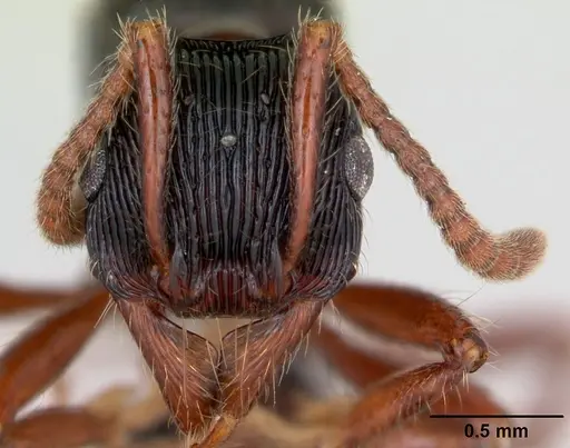 Poneracantha rastrata - CASENT0173385
