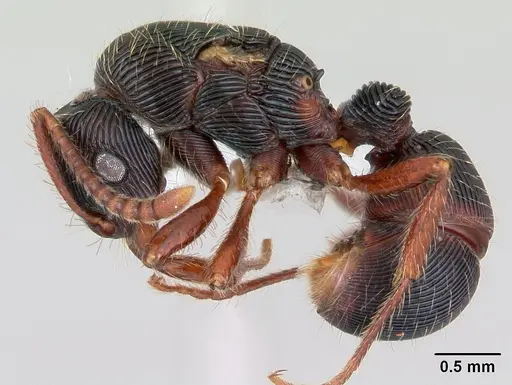 Poneracantha rastrata - CASENT0173385