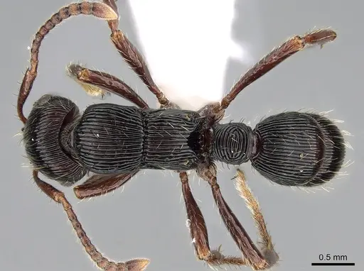 Poneracantha rastrata - CASENT0281223