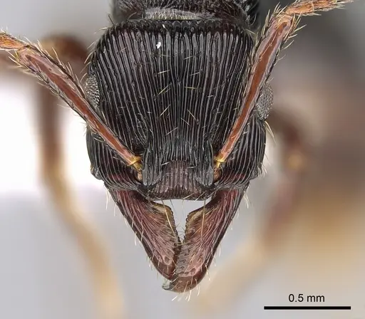 Poneracantha rastrata - CASENT0281223
