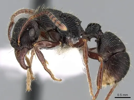 Poneracantha rastrata - CASENT0281223