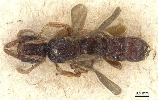 Poneracantha rastrata - CASENT0903844