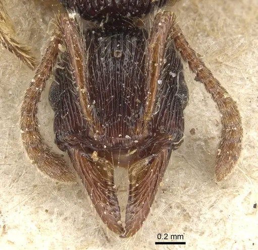 Poneracantha rastrata - CASENT0903844