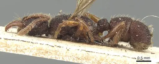 Poneracantha rastrata - CASENT0903844