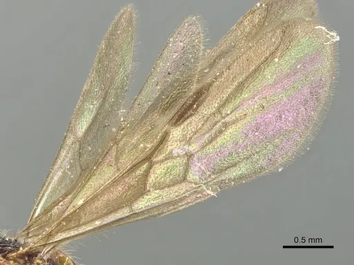 Poneracantha rastrata - CASENT0903844