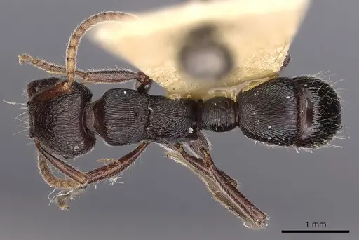 Poneracantha semiferox specimen