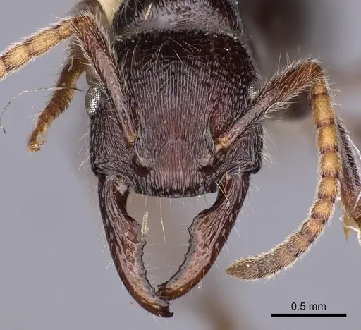 Poneracantha semiferox specimen