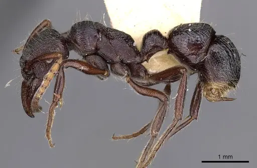 Poneracantha semiferox specimen