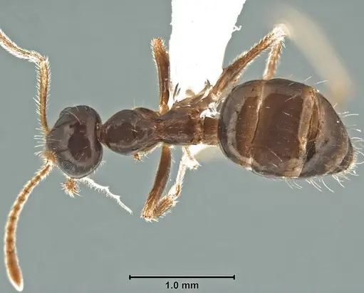 Prenolepis angularis specimen
