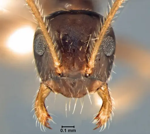 Prenolepis angularis specimen