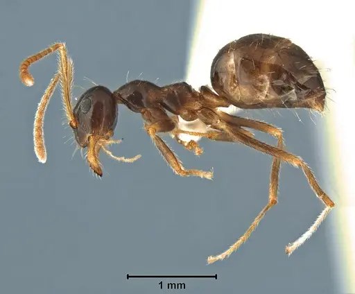 Prenolepis angularis specimen