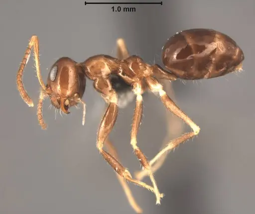 Prenolepis darlena specimen